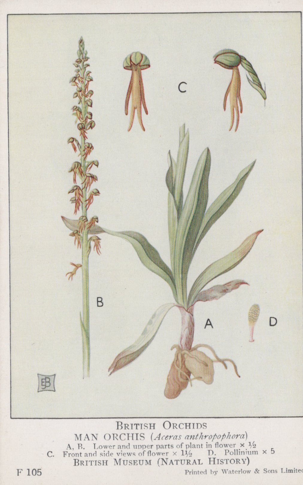 Illustration of a man orchis plant with labeled parts from British Museum.