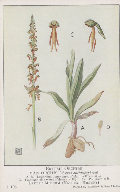 Illustration of a man orchis plant with labeled parts from British Museum.