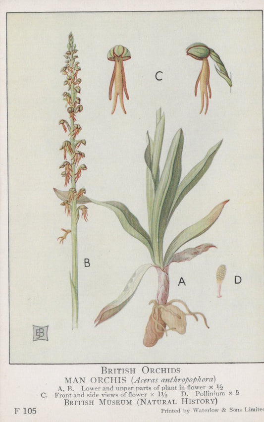 Illustration of a man orchis plant with labeled parts from British Museum.
