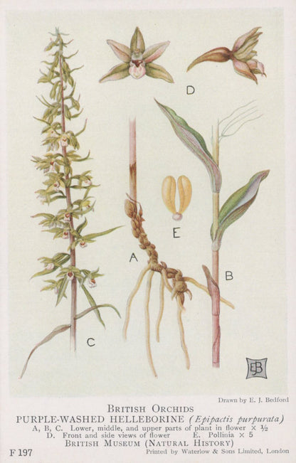 Illustration of British orchids, specifically purple-washed helleborine, with labeled parts.