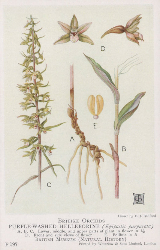 Illustration of British orchids, specifically purple-washed helleborine, with labeled parts.