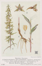 Load image into Gallery viewer, Illustration of British orchids, specifically purple-washed helleborine, with labeled parts.

