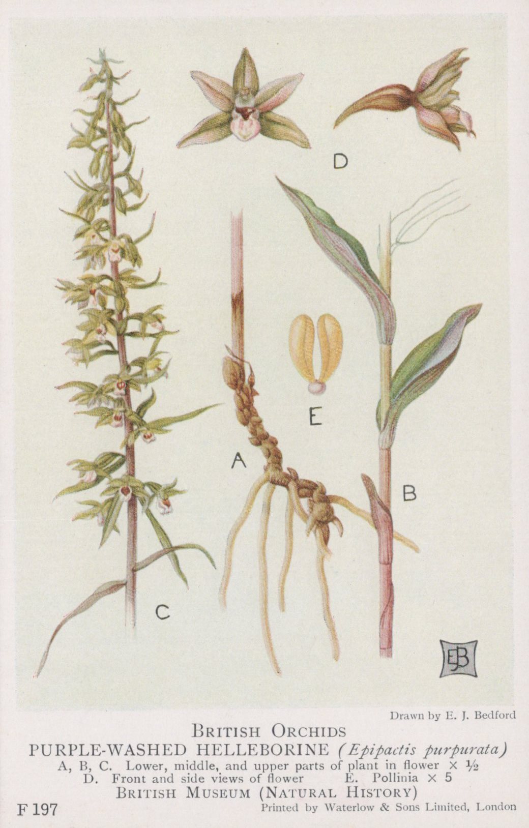 Illustration of British orchids, specifically purple-washed helleborine, with labeled parts.