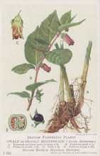Load image into Gallery viewer, Illustration of a plant with labeled parts, including roots and flowers, on a white background.
