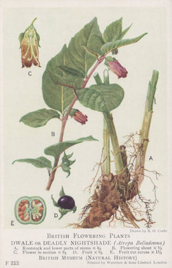 Illustration of a plant with labeled parts, including roots and flowers, on a white background.