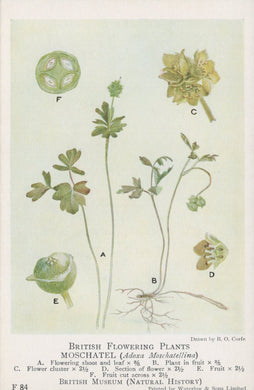 Illustration of British flowering plants, specifically Moschatael, on a white background.