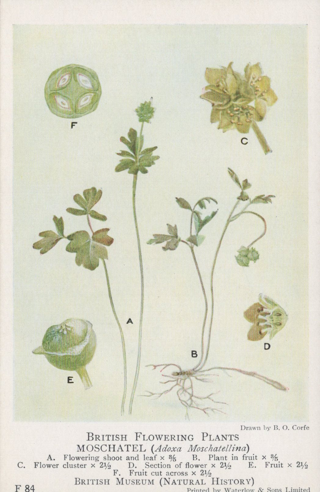 Illustration of British flowering plants, specifically Moschatael, on a white background.