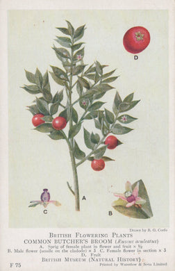 Illustration of a plant with red berries and detailed botanical features, labeled 'Common Butcher's Broom' from the British Museum.