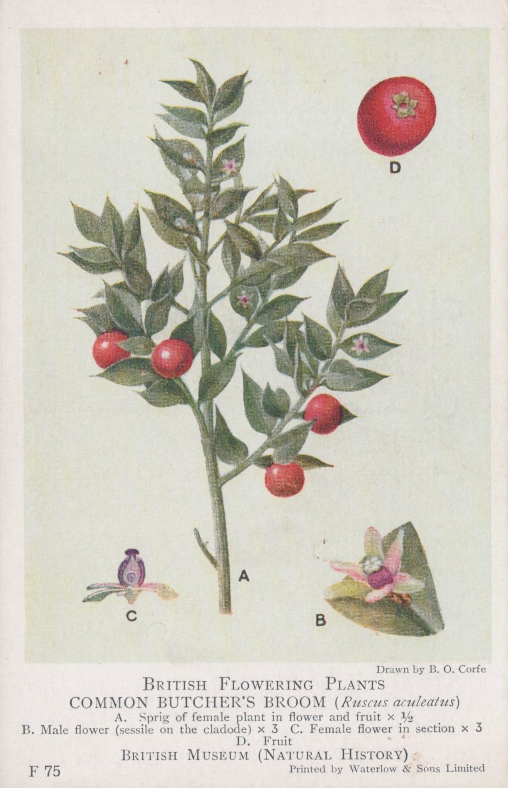 Illustration of a plant with red berries and detailed botanical features, labeled 'Common Butcher's Broom' from the British Museum.