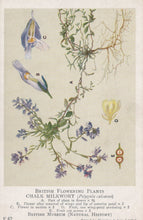 Load image into Gallery viewer, Illustration of Chalk Milkwort with botanical labels and details on a beige background
