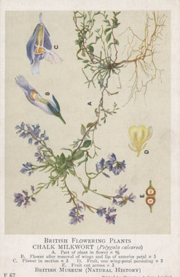 Illustration of Chalk Milkwort with botanical labels and details on a beige background
