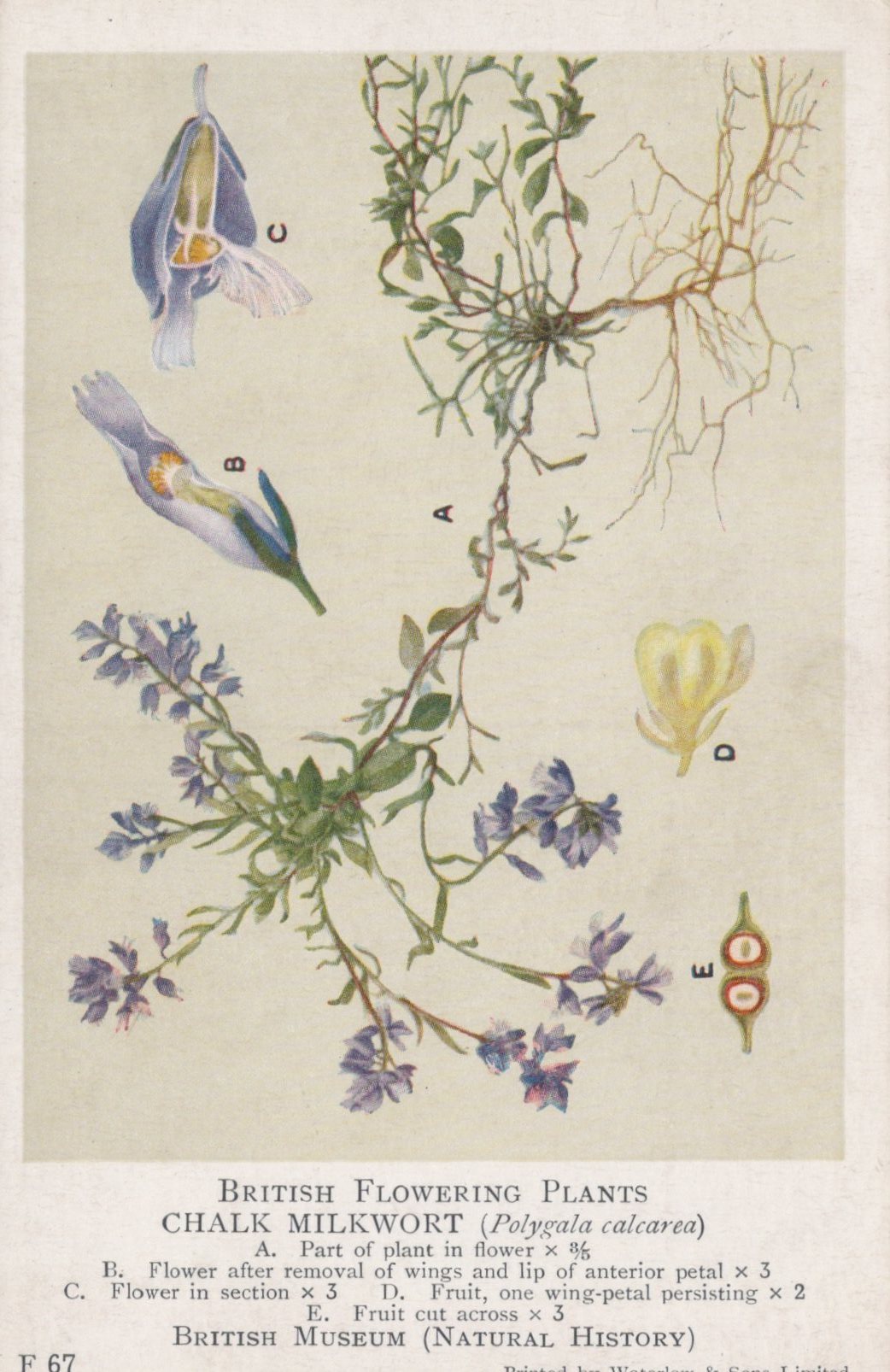 Illustration of Chalk Milkwort with botanical labels and details on a beige background