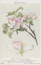 Load image into Gallery viewer, Illustration of a flowering branch with pink flowers and detailed cross-section of a flower, labeled &#39;Wild Apple&#39; from the British Museum.
