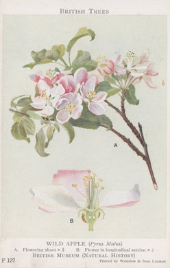 Illustration of a flowering branch with pink flowers and detailed cross-section of a flower, labeled 'Wild Apple' from the British Museum.