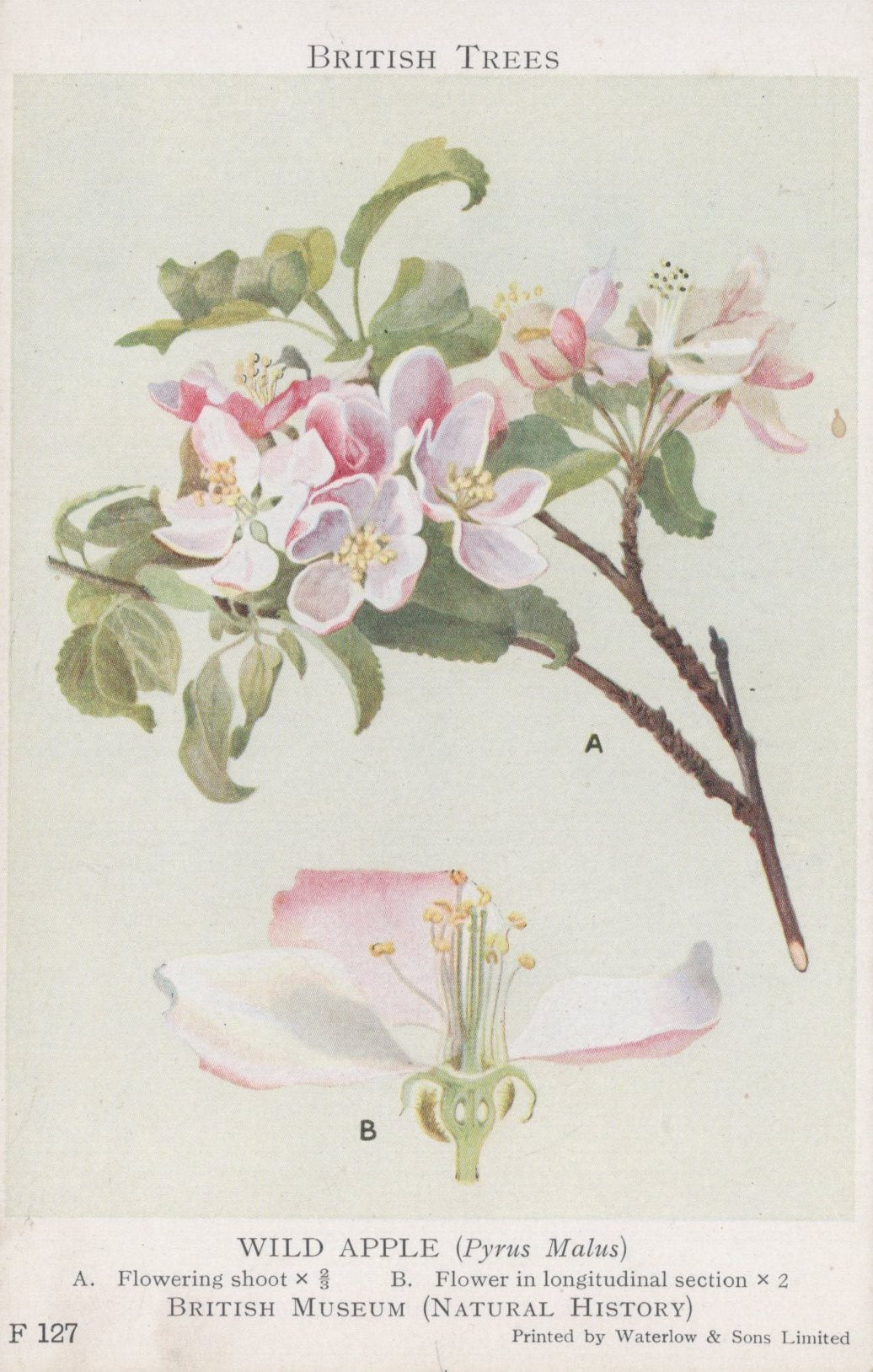 Illustration of a flowering branch with pink flowers and detailed cross-section of a flower, labeled 'Wild Apple' from the British Museum.