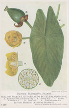 Load image into Gallery viewer, Illustration of a yellow water lily or brandy bottle plant with labeled parts on a white background.
