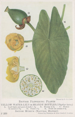 Illustration of a yellow water lily or brandy bottle plant with labeled parts on a white background.