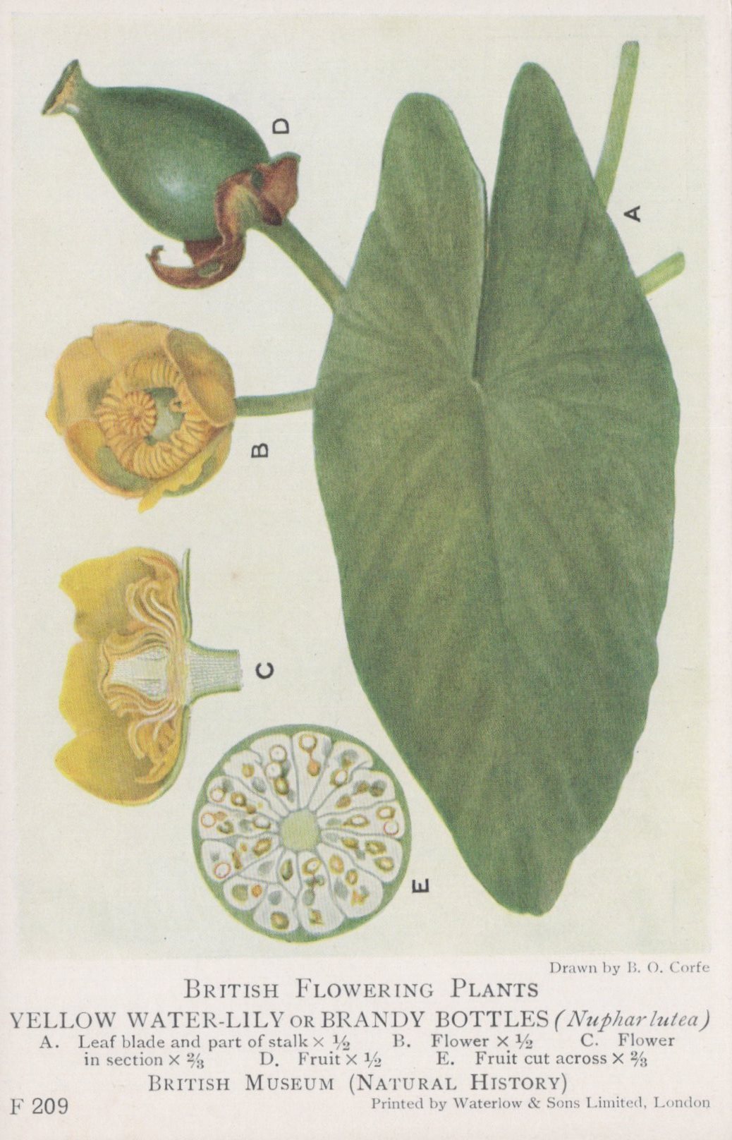 Illustration of a yellow water lily or brandy bottle plant with labeled parts on a white background.