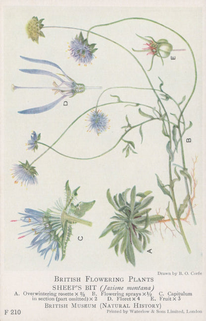 Illustration of sheep's bit plant with labeled parts on a white background