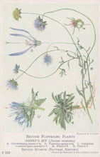 Load image into Gallery viewer, Illustration of sheep&#39;s bit plant with labeled parts on a white background
