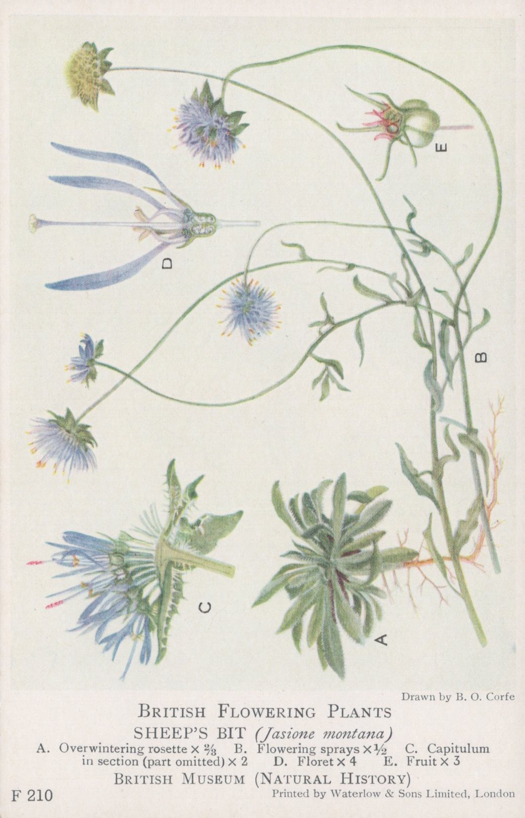 Illustration of sheep's bit plant with labeled parts on a white background