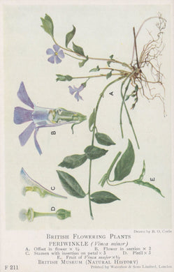 Illustration of a periwinkle plant with labeled parts on a white background
