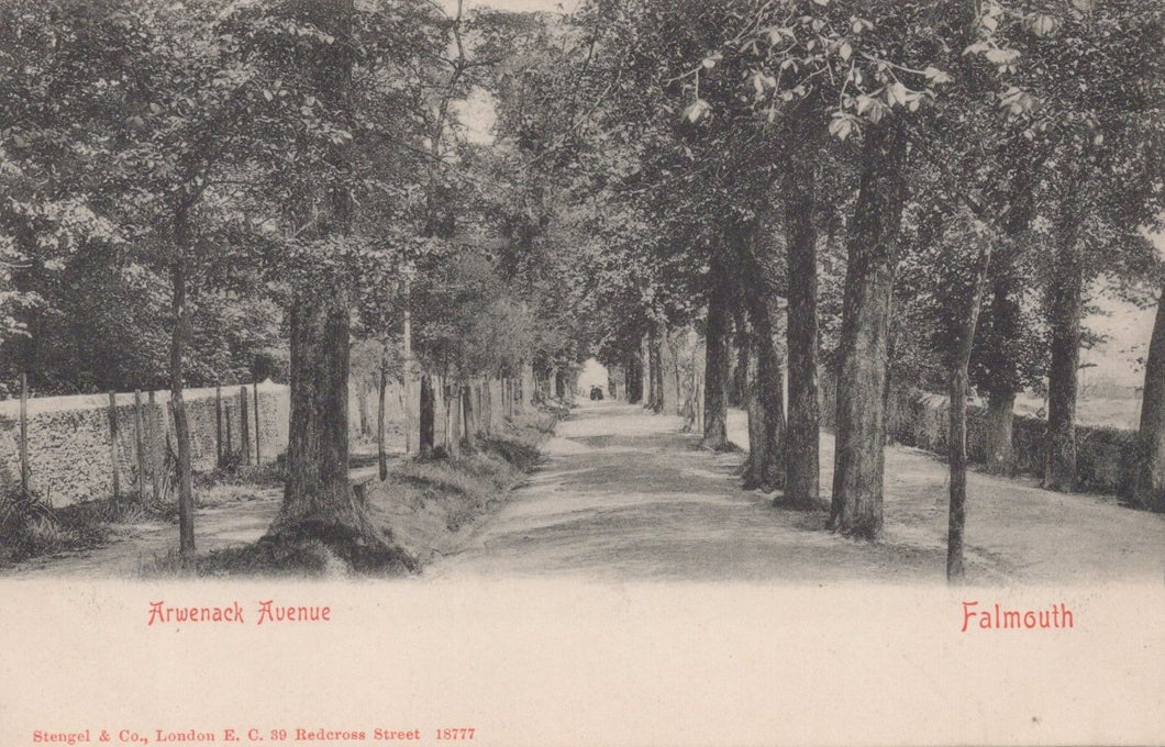 Vintage black and white photo of a tree-lined avenue in Falmouth