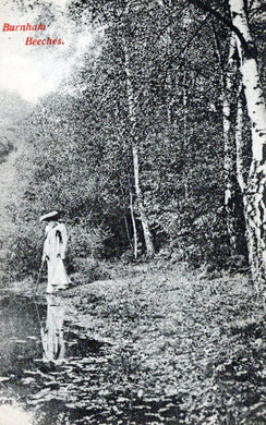 Buckinghamshire Postcard - Burnham Beeches   SW18162