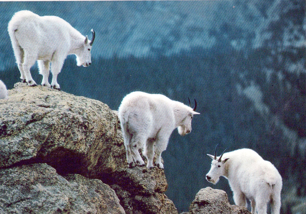 Animals Postcard - Three Mountain Goats Climbing  SW18093