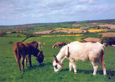 Animals Postcard - The Donkey Sanctuary, Sidmouth, Devon  SW18095