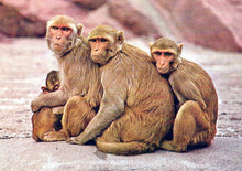 Load image into Gallery viewer, Animals Postcard - Monkeys in Singapore Zoo  SW18097
