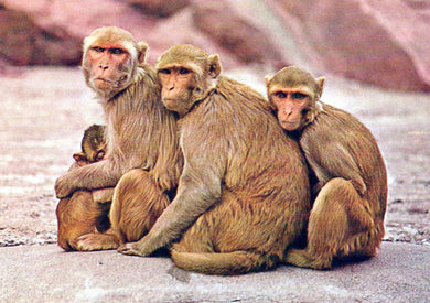 Animals Postcard - Monkeys in Singapore Zoo  SW18097