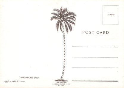 Animals Postcard - Monkeys in Singapore Zoo  SW18097