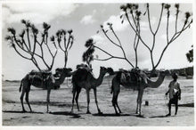 Load image into Gallery viewer, Animals Postcard - Camels, Scene at Sheikh Othman, Aden  SW18098
