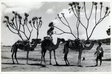 Animals Postcard - Camels, Scene at Sheikh Othman, Aden  SW18098