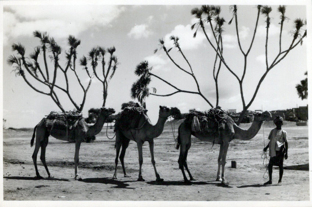 Animals Postcard - Camels, Scene at Sheikh Othman, Aden  SW18098