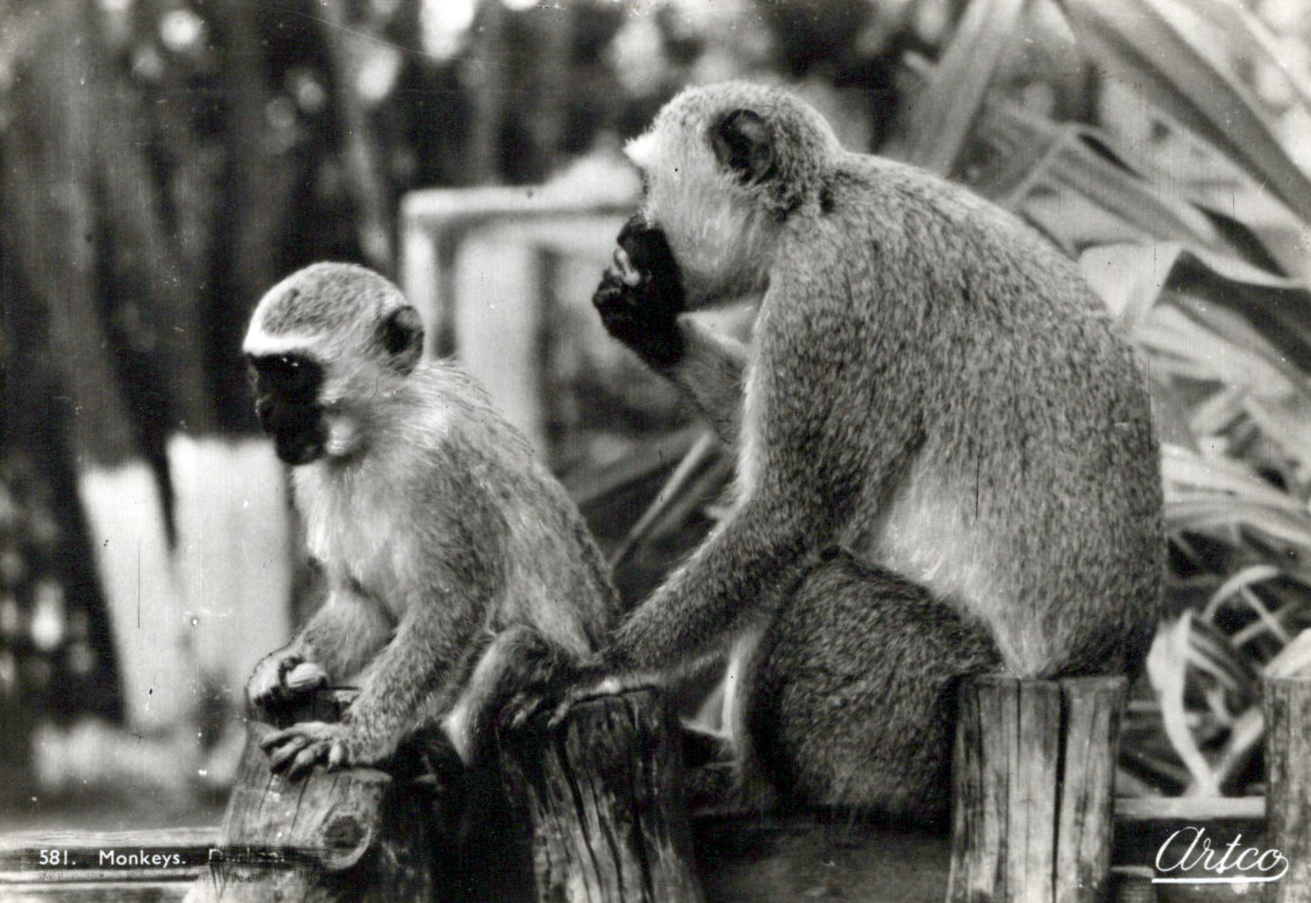 Animals Postcard - Monkeys in Durban, South Africa  SW18100