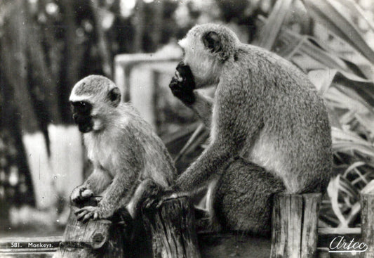 Animals Postcard - Monkeys in Durban, South Africa  SW18100