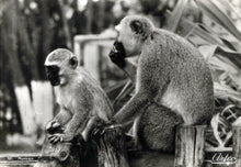 Load image into Gallery viewer, Animals Postcard - Monkeys in Durban, South Africa  SW18100
