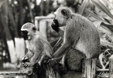 Animals Postcard - Monkeys in Durban, South Africa  SW18100