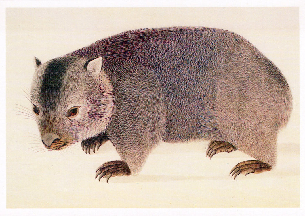 Animal Art Postcard - The Wombat of Australia  SW18112