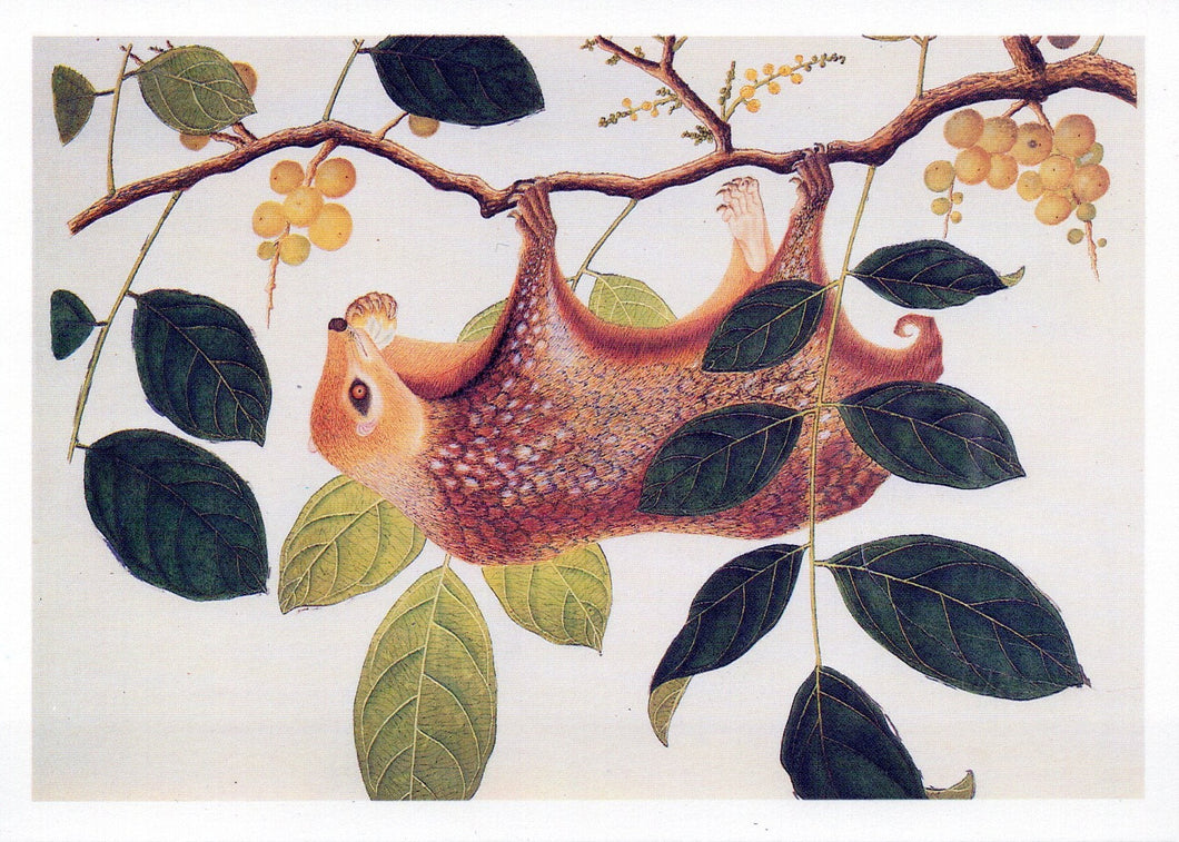 Animal Art Postcard -  Sloth on a Branch  SW18113