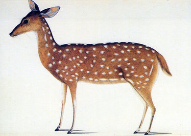 Animal Art Postcard - A Deer   SW18114
