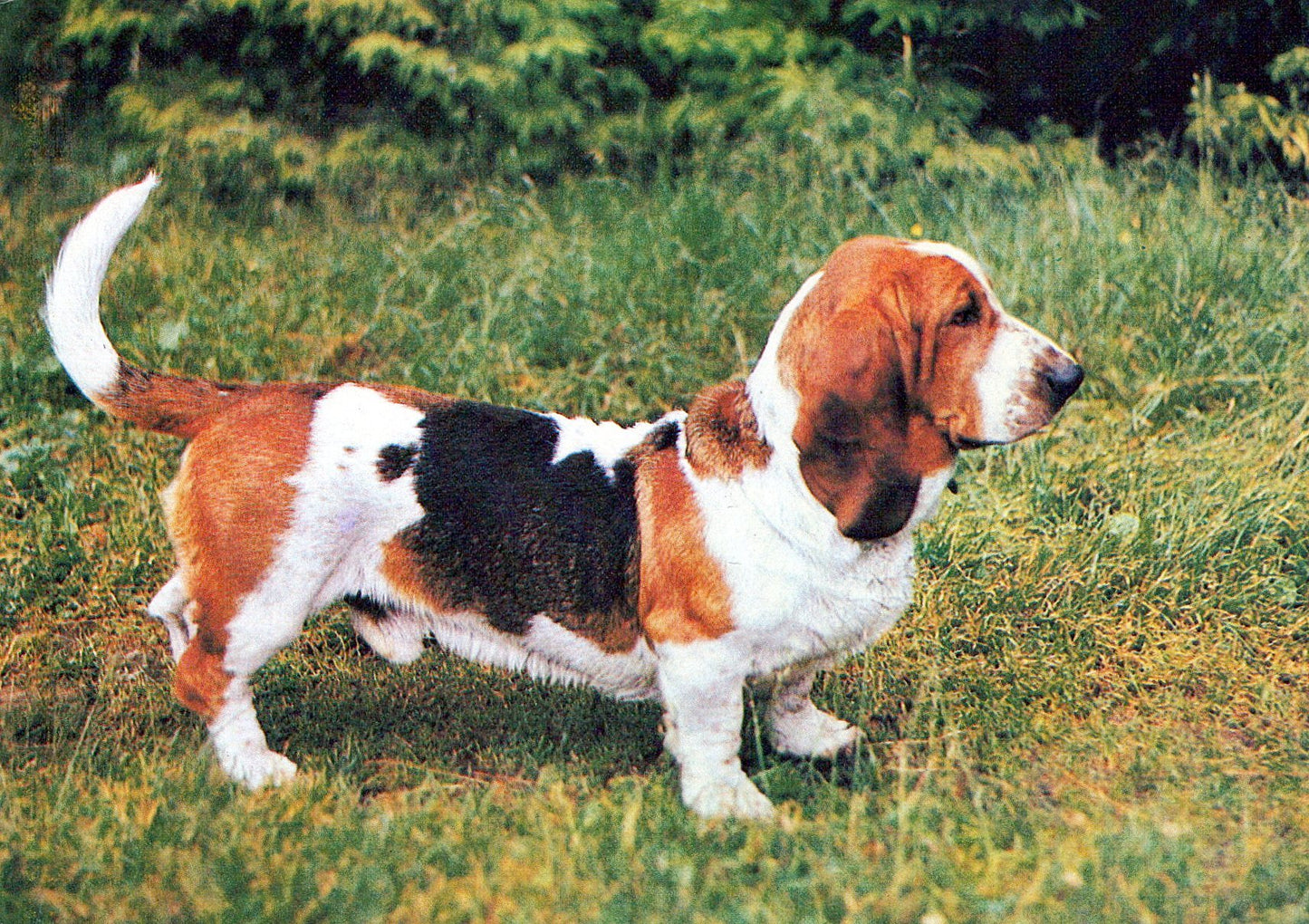 Animals Postcard - Dogs, The Bassett Hound  SW18118