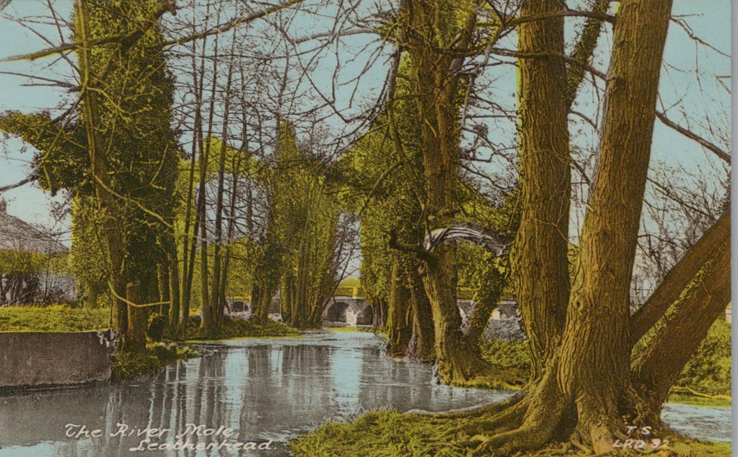 Surrey Postcard - The River Mole, Leatherhead   SW19312