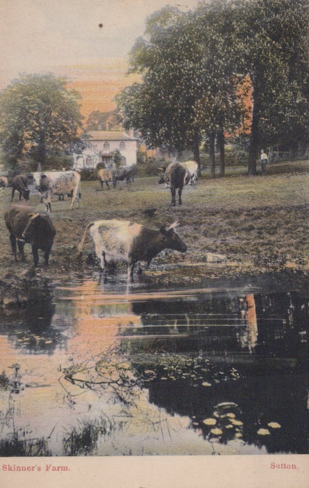 London Postcard - Skinner's Farm, Sutton  SW19339