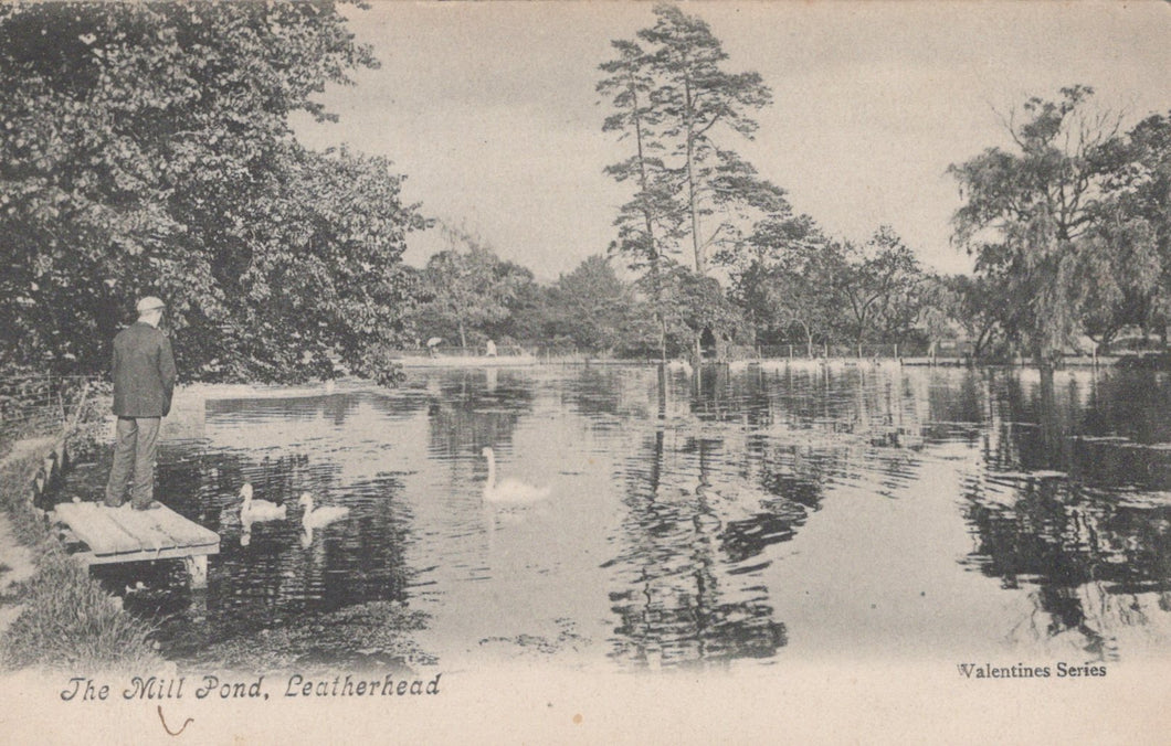 Vintage postcard of a pond with swans and a person standing on a dock, surrounded by trees.