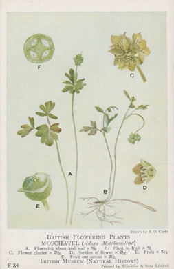 Illustration of a British flowering plant with labeled parts, sourced from the British Museum.