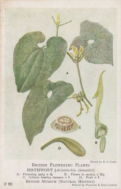 Illustration of birthwort plant with detailed botanical features on a white background