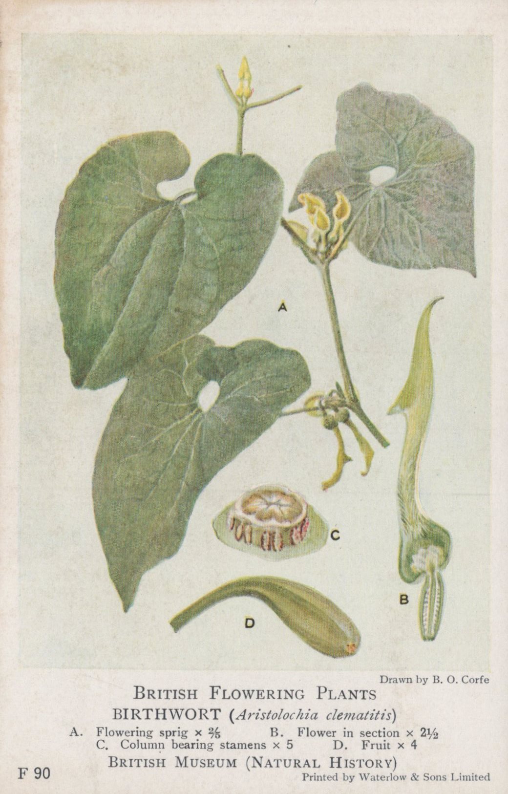 Illustration of birthwort plant with detailed botanical features on a white background